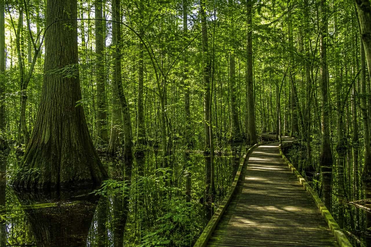 Congaree National Park