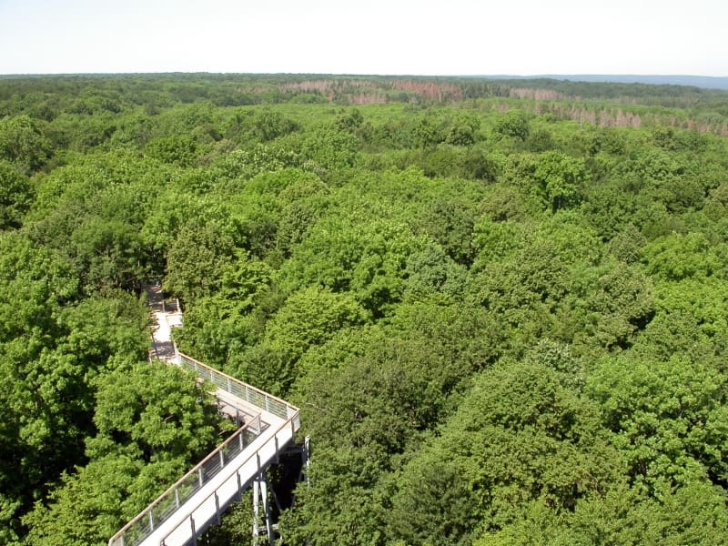 Hainich National Park