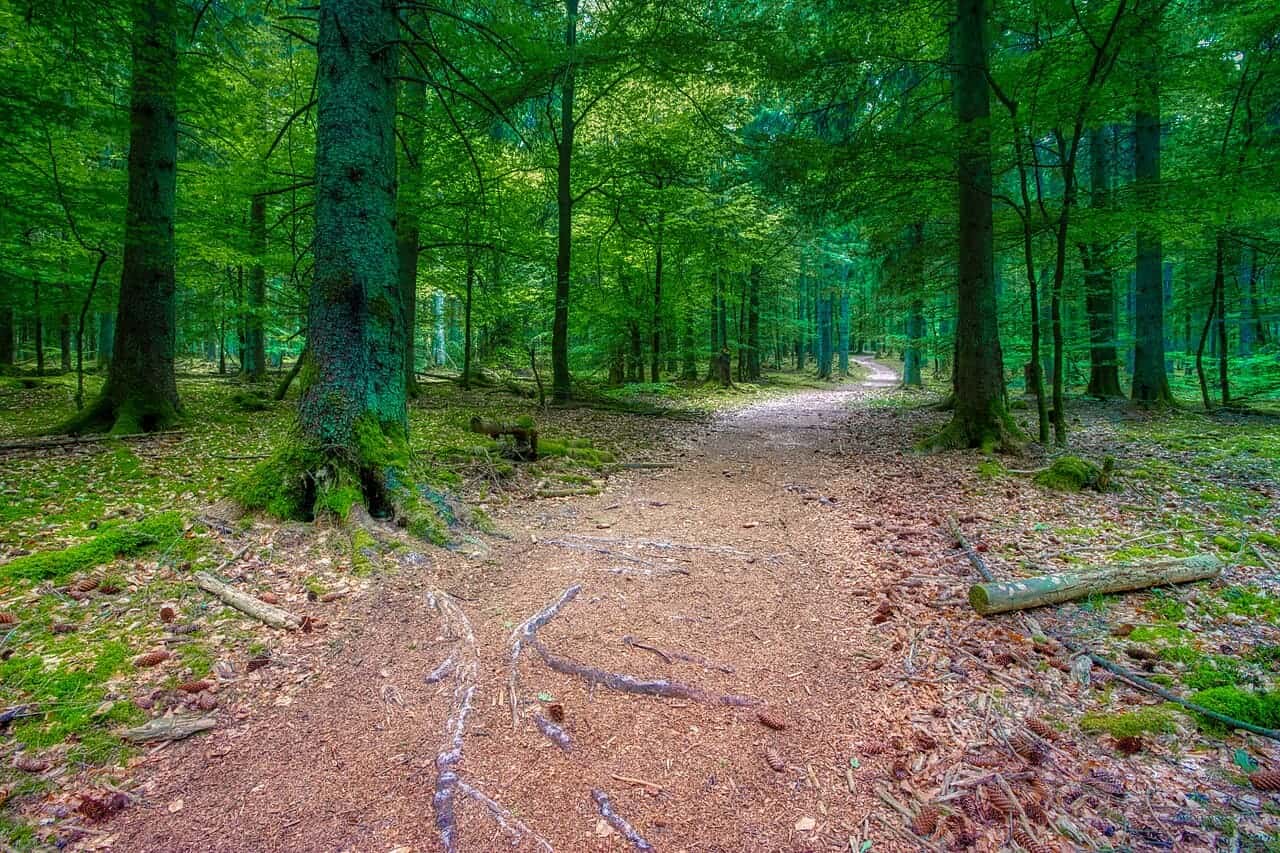 Hunsrück-Hochwald National Park