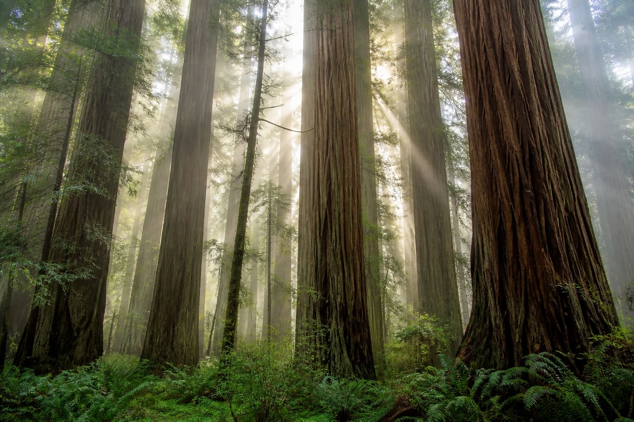 Redwood National Park