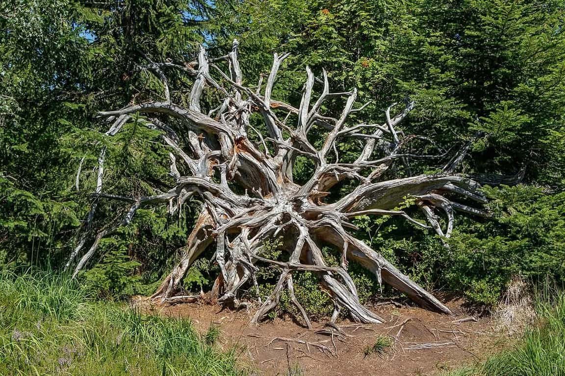 Black Forest National Park