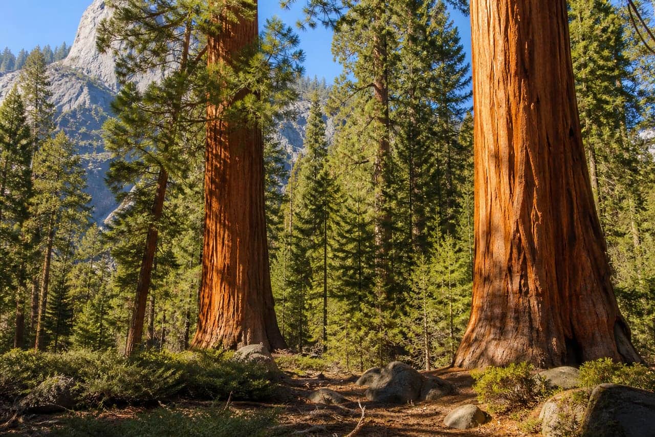 Sequoia National Park