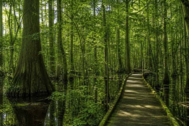 Congaree National Park