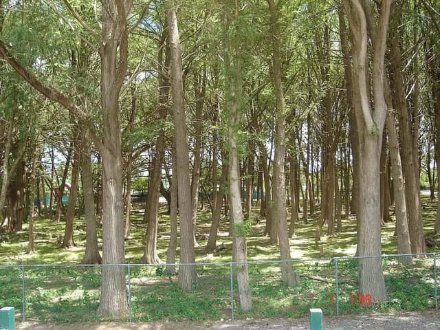 El Sabinal National Park