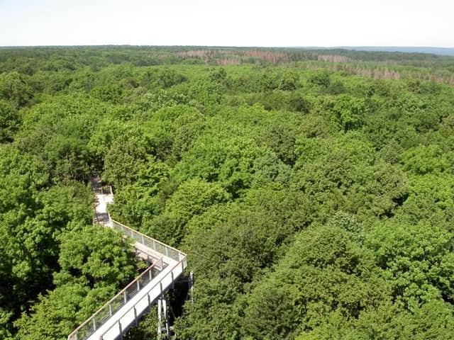 Hainich National Park