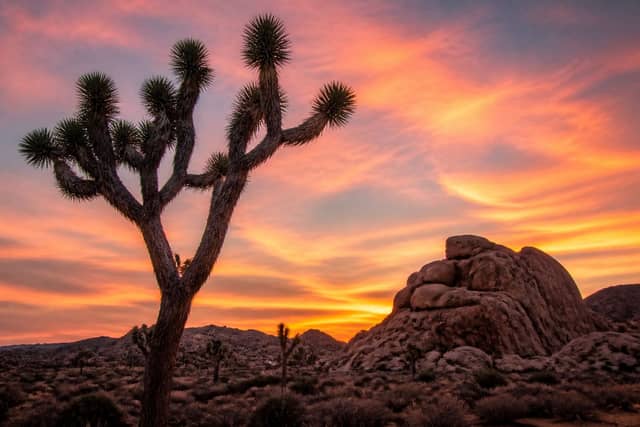 Joshua Tree National Park