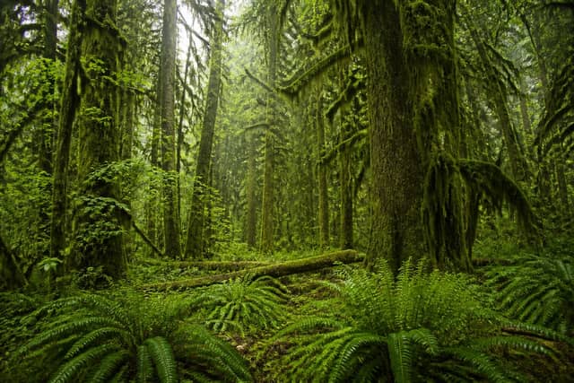 Olympic National Park