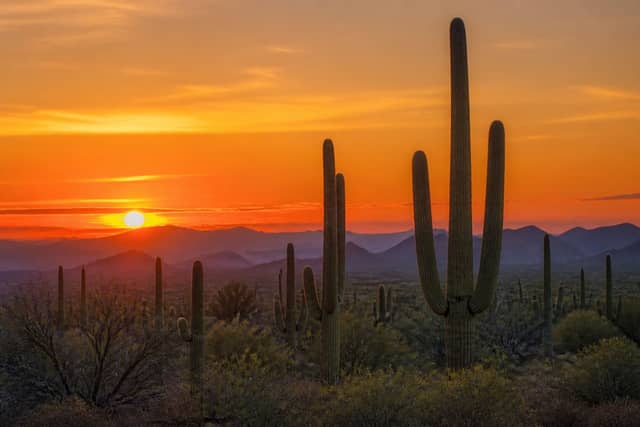 Saguaro National Park