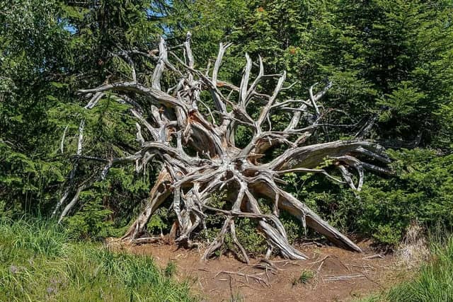 Black Forest National Park