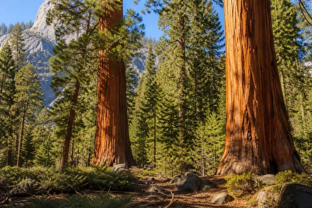 Sequoia National Park